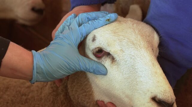 Veterinarian's hands performing an eye examination on a East Friesian (Milchschaf) sheep.