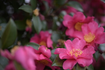 Obraz premium Pink camellia sasanqua blooming among green leaves