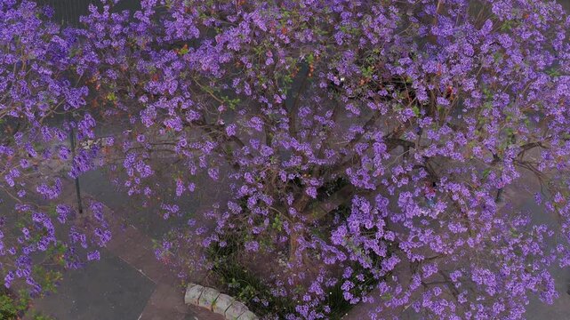 Jacarandas en primavera, Ciudad de m&eacute;xico, glorieta de cibeles, flores moradas