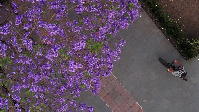 Jacarandas en primavera, Ciudad de m&eacute;xico, glorieta de cibeles, flores moradas