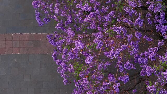 Jacarandas en primavera, Ciudad de m&eacute;xico, glorieta de cibeles, flores moradas