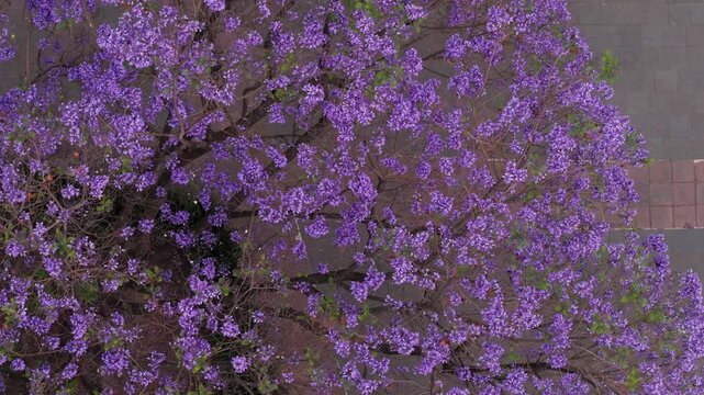 Jacarandas en primavera, Ciudad de m&eacute;xico, glorieta de cibeles, flores moradas