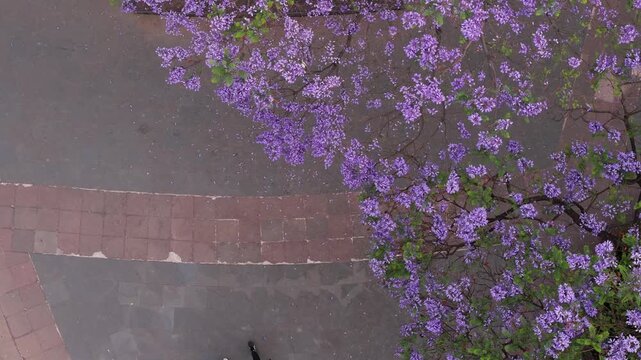 Jacarandas en primavera, Ciudad de m&eacute;xico, glorieta de cibeles, flores moradas