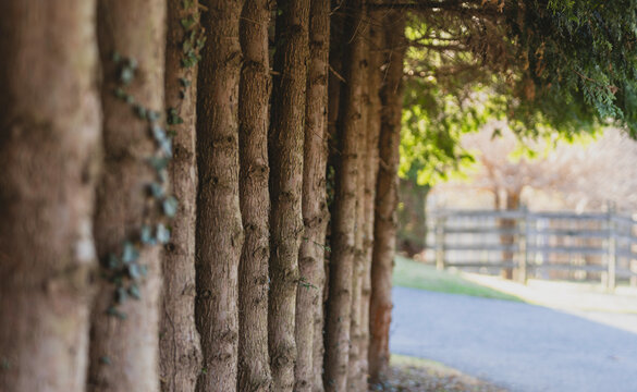Quiet Path Framed by Evergreen Trees