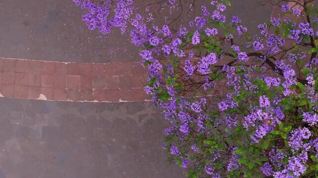 Jacarandas en primavera, Ciudad de m&eacute;xico, glorieta de cibeles, flores moradas