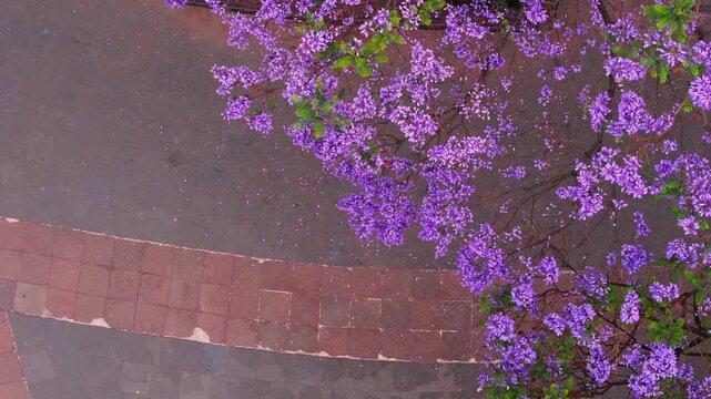 Jacarandas en primavera, Ciudad de m&eacute;xico, glorieta de cibeles, flores moradas