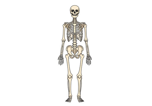 Anterior view drawing of the complete human skeletal system against a white background