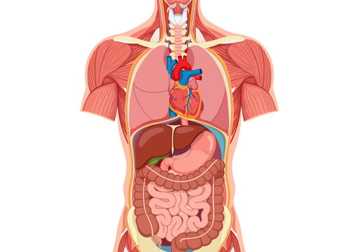 Anterior view illustration of human torso musculature and internal organs