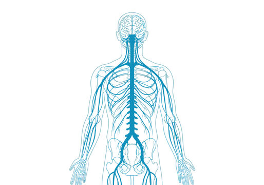 Back view diagram of the human nervous system in blue outline