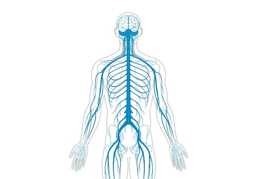 Diagram illustrating the central and peripheral nervous system in a posterior human silhouette