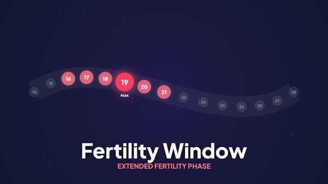 Scientific visualization of the female reproductive cycle, accurately illustrating the extended fertility window and optimal days for conception or family planning