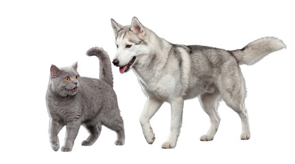 A fluffy grey husky dog and a grey British Shorthair cat walking together on a transparent background. © Jennafer