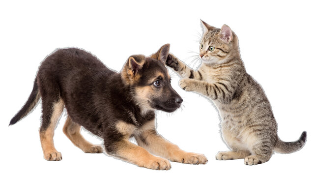 An adorable German shepherd puppy in a playful stance with a cute tabby kitten, isolated on transparent background.