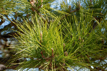 Naklejka premium Fresh Green Pine Needles with Buds on Japanese Black Pine