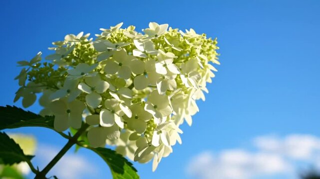 Close up view of white hydrangea flower in bloom with bright blue sky background on a sunny day