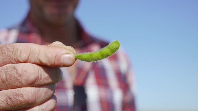 Farmer's fingers holding a green soybean pod in a close-up.