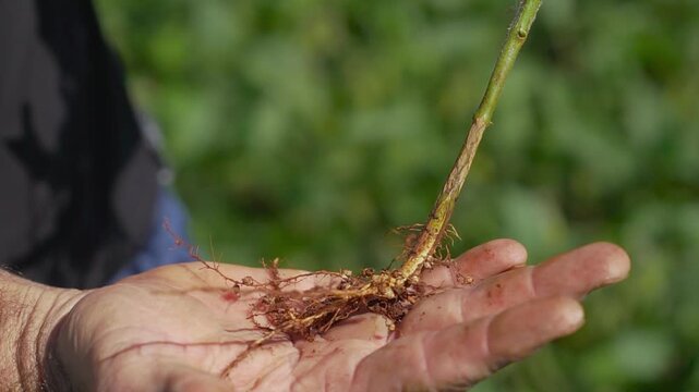 Farmer's hands holding a soybean stalk with a detailed view of its roots.