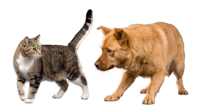 Curious tabby cat and an alert brown dog showing cautious interaction, isolated on a transparent studio background.
