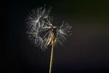 A delicate dandelion seed head partially dispersed by the wind. This macro image captures the concepts of fragility, change, and the natural cycle of life against a soft green background. © AlfRibeiro