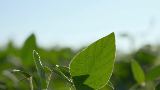 Close-up shot of a soybean leaf moving in the wind