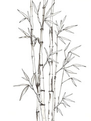 Obraz premium Bamboo Botanical Sketch - fine ink lines repeating harmoniously.