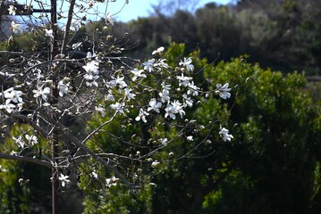 Magnolia kobus (Kobushi magnolia) flowers. Magnoliaceae deciduouus. It blooms with white flowers in early spring before the leaves unfold. © tamu