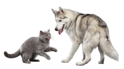A fluffy grey husky dog and a playful British Shorthair cat interacting on a transparent background. © Gail