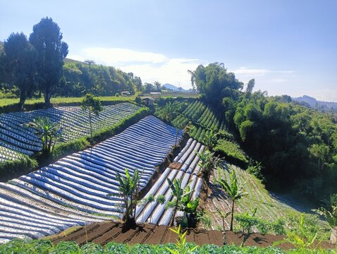 Terraced vegetable plantation on a sunny hillside in Lembang, West Java, Indonesia.