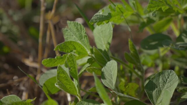 Panning shot of damaged soybean crops