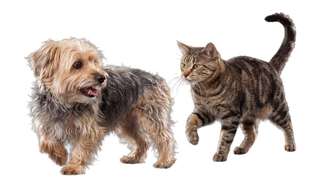 A charming photograph of a small terrier dog and a tabby cat walking side-by-side with an amicable demeanor.