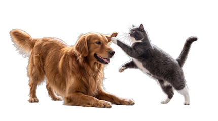 Fototapeta premium An playful golden retriever dog in a relaxed stance with an inquisitive grey cat, playfully batting its ear.