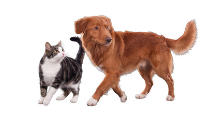 Fototapeta premium Large brown Nova Scotia duck tolling retriever dog and tabby cat standing together on a transparent background.