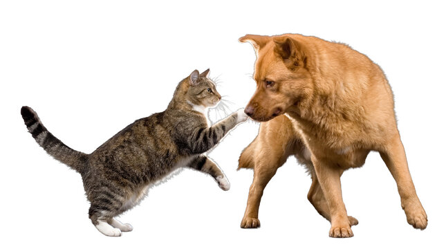 Playful tabby cat gently touching the nose of a cautious brown dog, isolated on a transparent studio background.