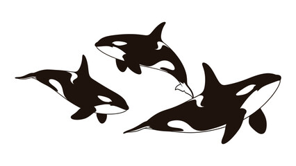 Detailed analysis of orca silhouette image featuring three majestic marine mammals © SILHUETTECHEMBER