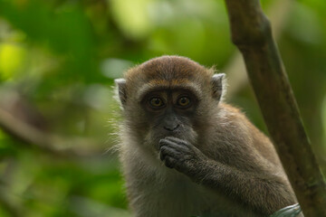Obraz premium Young monkey grips its chin thoughtfully, Taman Negara, Malaysia