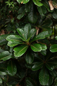 Lush green leaves glisten with morning dew, Taman Negara, Malaysia