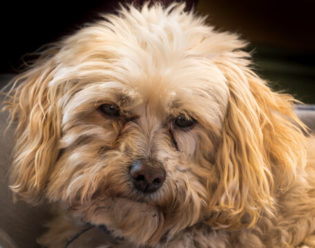 Portrait of a Moodle 