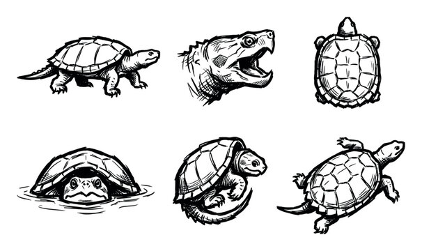 Hand-drawn collection of various turtles and tortoises in different poses, showcasing their unique shells and features.