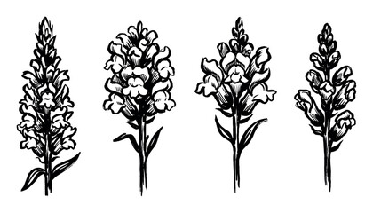 Obraz premium Four hand-drawn black and white illustrations of snapdragon flowers are depicted with detailed botanical artistry.