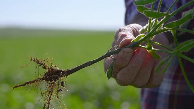 Elderly farmer's hands holding and inspecting the root and stem of a soybean crop.