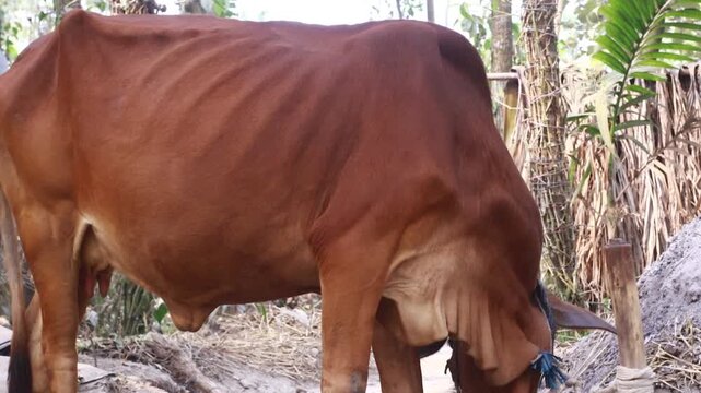 A malnourished brown cow stands in a rural area with trees and rocks in the background in this video