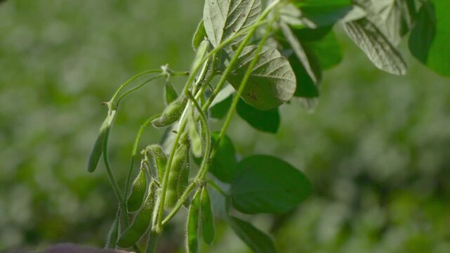 Elderly farmer's hands holding and inspecting a green soybean stalk.