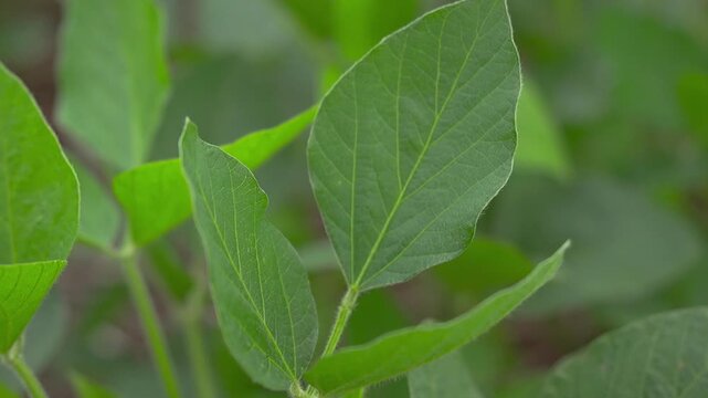 Close-up of a green soybean leaf