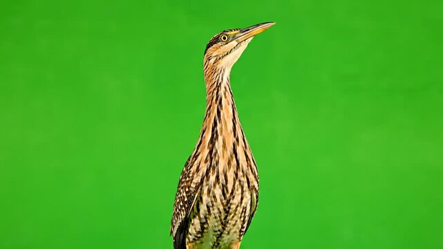 A close-up shot of a beautiful American Bittern bird with striped brown and beige plumage, long neck, and pointed beak, looking upwards against a vibrant green background.