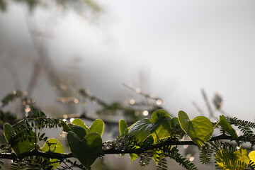 Close up of a heart shaped leaves and fern foliage covered in sparkling water droplets under bright sunlight. The background is well blurred. © siva