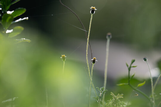 Close up of a Tridax procumbens wildflower with golden backlighting the delicate stem and seed head.