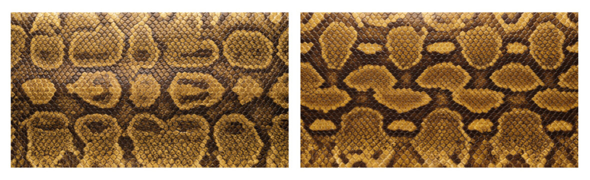 Set of  African ball python snake skin texture close-up in golden yellow and dark brown pattern color palette, macro top-down camera view