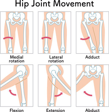 股関節の動き 脚の可動域 Hip Joint Movement  Hip Joint range of motion