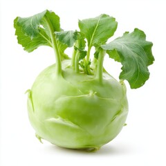 Fresh Green Kohlrabi Vegetable With Water Droplets Isolated on White Background Studio Shot