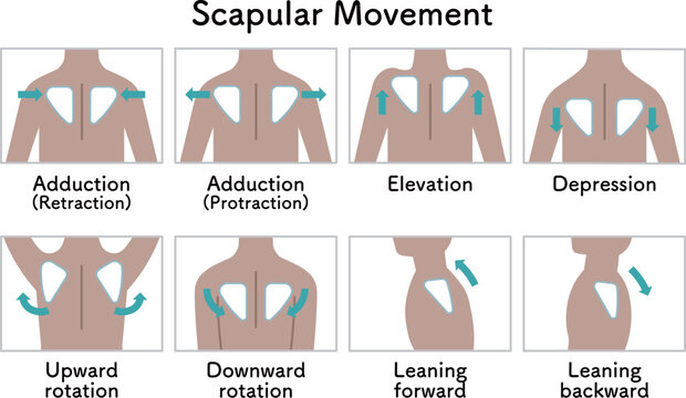 肩甲骨の動き 肩の上げ下げ Scapular movement